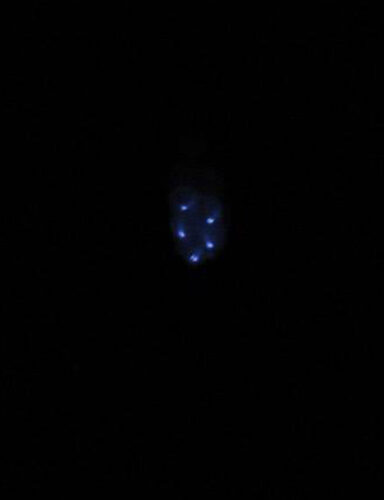 Adornato’s UFO’s over Ottawa, made with LED throwies in helium balloons.